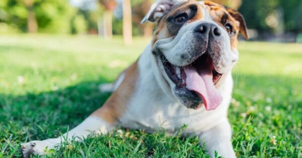 5 καλύτερα προϊόντα για σκύλους με αναπνευστικά προβλήματα