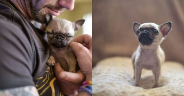 Γνωρίστε Το Σκυλάκι Ράτσας Παγκ, Το Μικρότερο Σκυλάκι Στον Κόσμο! (Pics)