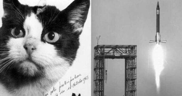 Φελισέτ: Η Ιστορία Της Πρώτης Γάτας Στο Διάστημα!