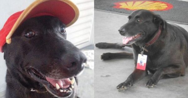 Εγκαταλελειμμένος Σκύλος Σε Βενζινάδικο Βρήκε Την Δουλειά Των Ονείρων Του