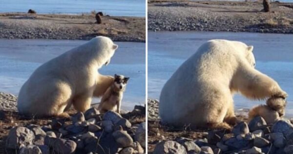 Αρκούδα Συναντά Έναν Σκύλο Και Προτιμά Αντί Να Του Επιτεθεί, Να Τον Χαϊδέψει