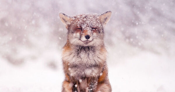 Μία μέρα που χιόνιζε πάρα πολύ, αποφάσισα να βγω στο δρόμο και βρήκα μια παραμυθένια αλεπού
