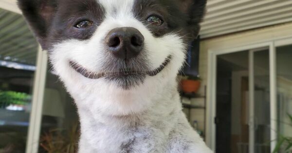 Αυτός ο μικρός σκύλος μοιάζει σαν να γελάει πάντα και το ίντερνετ δεν μπορεί να του αντισταθεί