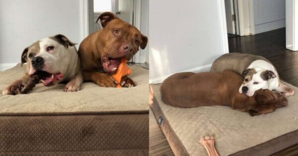 Η Κάμερα Καταγράφει Τη Στιγμή Που Ένας Σκύλος Πηγαίνει Το Κρεβάτι Του Στον Άρρωστο Αδερφό Του