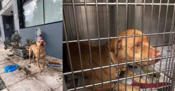 Ηλιούπολη: Έκκληση Φιλοξενίας Ή Υιοθεσίας Για Το Σκυλάκο Που Βρέθηκε Δεμένος Και Υποσιτισμένος Σε Κτηνιατρείο