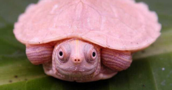 183 φωτογραφίες που δείχνουν πόσο χαρούμενες και χαριτωμένες είναι οι χελώνες