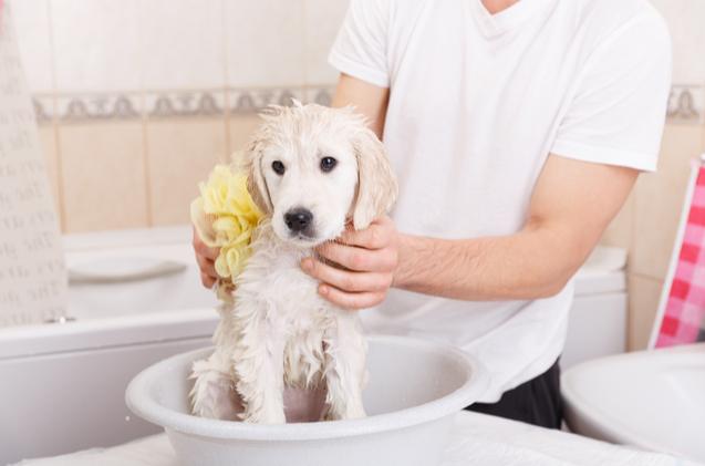 How-to-Give-Your-Puppy-a-Bath