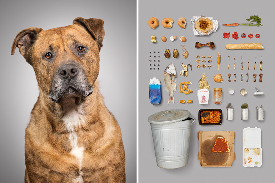 I-photographed-6-dogs-and-their-possessions-to-show-you-the-life-they-live-5acf1d260f5e8__880