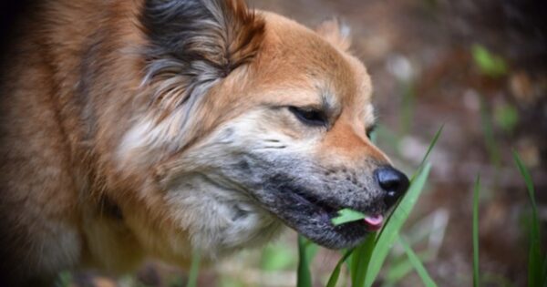 Γιατί ο σκύλος σας τρώει γρασίδι;