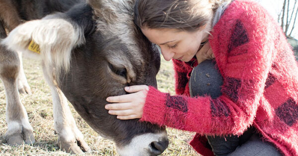 Μοιραζόμαστε 20 λόγους που νομίζουμε ότι οι αγελάδες πρέπει να γίνουν κατοικίδια, όχι σε φάρμες (20 φωτογραφίες)