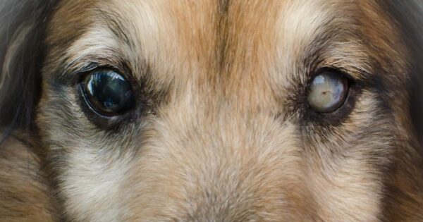 Υιοθετήσαμε προσωρινά ένα τελείως τυφλό σκυλί από ένα πολύ αδιάφορο σπίτι στην Ουγγαρία και το φέραμε πίσω στη ζωή