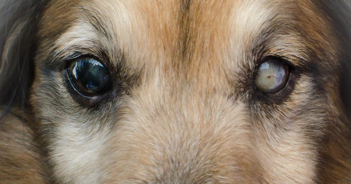 blind-foster-dog-comes-back-to-life-shlomit-schatzmayr-fb27-png__700