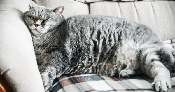 Πώς θα καταλάβετε αν η γάτα σας έχει υγιές βάρος