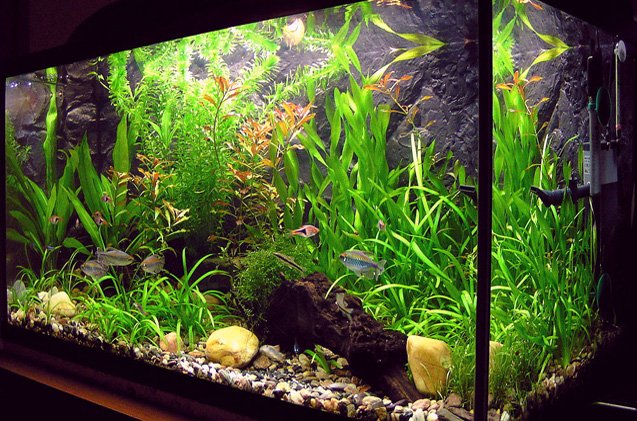 fast-growing-aquarium-plants