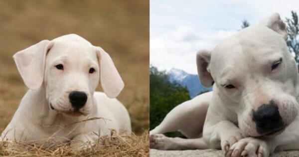 Dogo Argentino: Όσα Θέλετε Να Ξέρετε Για Έναν Πιστό Και Θαρραλέο Σκύλο Από Την Αργεντινή