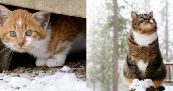 7 Τρόποι Για Να Φροντίσετε Και Να Προστατέψετε Αδέσποτες Γάτες Από Το Κρύο