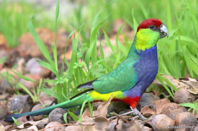 red-capped-parrot