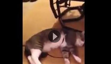 Φοβερή γάτα κάνει την ψόφια για να μην πάει βόλτα (βίντεο)