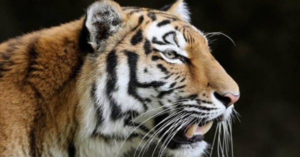Εντυπωσιακό άλμα τίγρης σε slow motion (βίντεο)