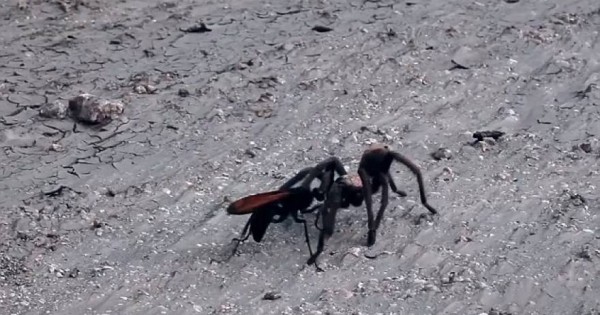 Επικό βίντεο με τη μάχη μεταξύ μιας μαύρης σφήκας και μιας ταραντούλας