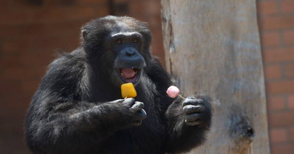 Βραζιλία: Χιμπατζήδες, ελέφαντες και μαϊμούδες αντιμετωπίζουν τον καύσωνα με…παγωτά (βίντεο)