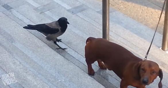 Θα πεθάνετε από τα γέλια! Δείτε πώς ένα πουλί πειράζει ένα σκύλο! (Βίντεο)