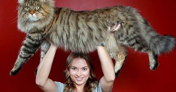 Αυτές είναι οι μεγαλύτερες γάτες του κόσμου!