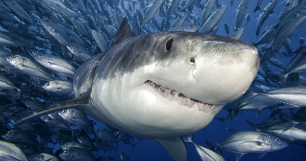Στο εσωτερικό του στόματος ενός καρχαρία (photos)