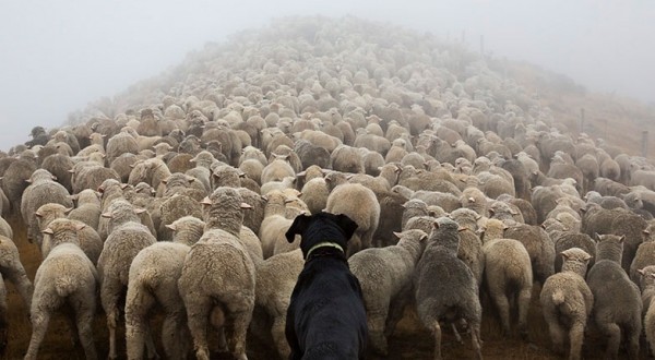 20150224084018730424working-dog-photography-shepherds-realm-andrew-fladeboe-11-600x450-600x330