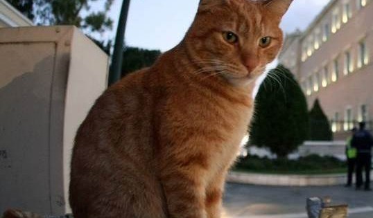 Πτολεμαΐδα: Οι πυροσβέστες έσωσαν την γάτα που είχε σφηνώσει στην κονσέρβα