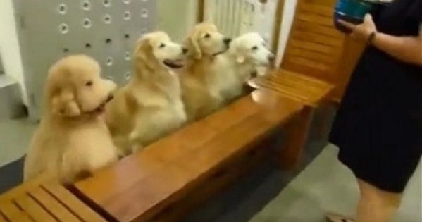 Δείτε τι κάνουν αυτά τα τρομερά σκυλάκια! Σκέτη γλύκα! (βίντεο)