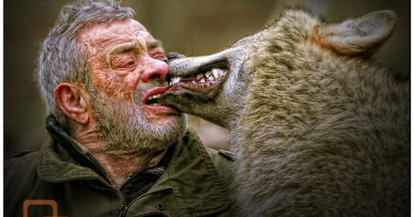 Κάνει παρέα 40 χρόνια με λύκους όμως η τελευταία φωτογραφία θα σας τρομάξει!