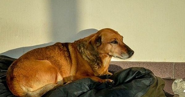 Συγκινητικό: Σκύλος περίμενε 2 χρόνια το αφεντικό του αλλά… (εικόνες)