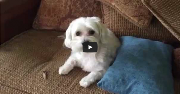 Ξεκαρδιστικό βίντεο: Το σπίτι είναι άνω κάτω και ο ένοχος σκύλος είναι απλά απολαυστικός!