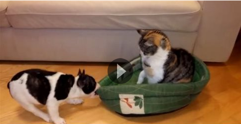 Κουτάβι θέλει πίσω το κρεβάτι του από τον «κλέφτη» γάτο! (video)