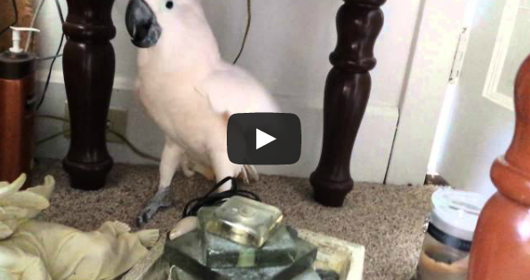 Ξεκαρδιστικό βίντεο: Η υστερική αντίδραση ενός παπαγάλου που δεν θέλει να πάει στον κτηνίατρο!