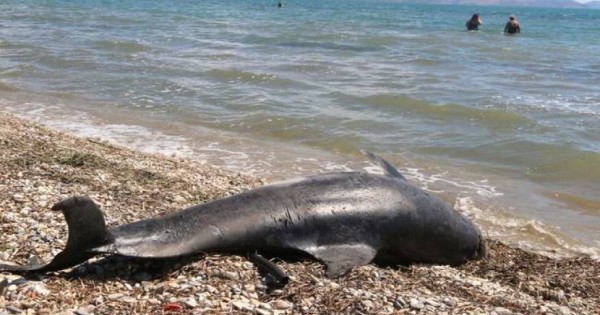 Νεκρό δελφίνι Ξεβράστηκε σε παραλία της Κρήτης