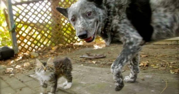 Φοβερό βίντεο: Σκύλος γίνεται φύλακας-άγγελος για γατάκι με κινητικά προβλήματα!