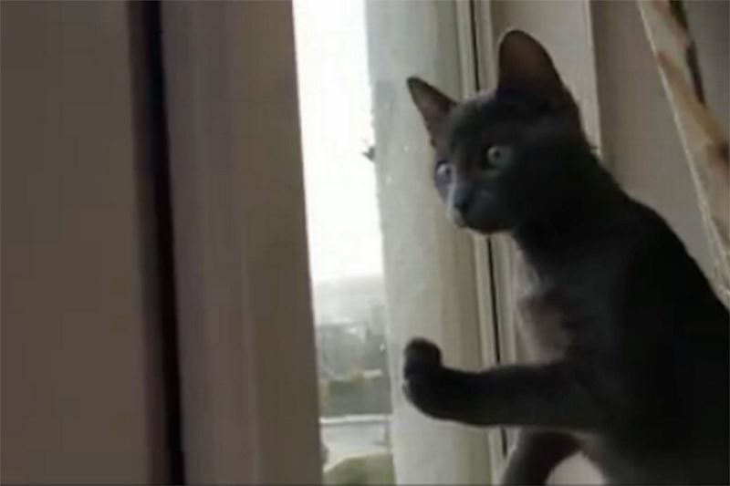 TEASER-Kitten-sees-snow-for-the-first-time