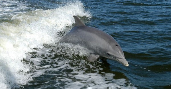 Τα δελφίνια των ελληνικών θαλασσών