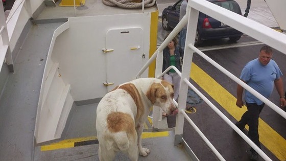 «Έφυγε» η σκυλίτσα που λάτρευε τις βόλτες με… το ferry!