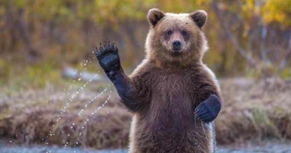 Χαρούμενες αρκούδες χαιρετούν σαν να ήταν άνθρωποι (εικόνες)