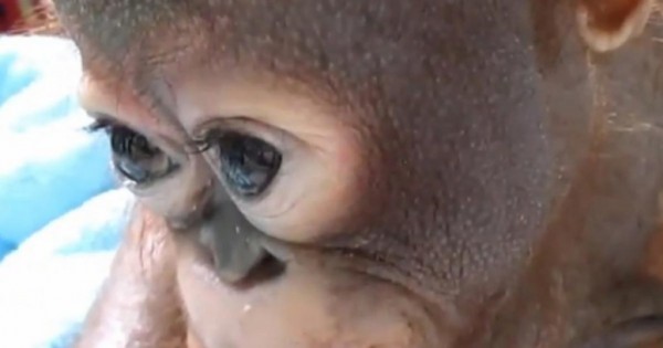 Μεγάλη συγκίνηση: Μωρό ουρακοτάγκος δακρύζει την ώρα που το φροντίζουν οι διασώστες του! (βίντεο, εικόνες)