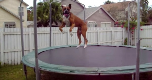 Σκύλος μπόξερ κάνει τραμπολίνο και σαρώνει στο διαδίκτυο (video)