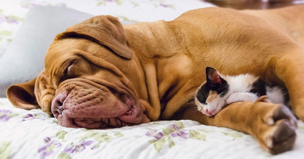 21 απίθανες γάτες που χρησιμοποιούν σκύλους για… μαξιλάρια!