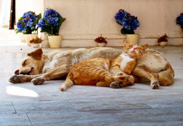 cats-using-dogs-as-pillows-21-photos-2