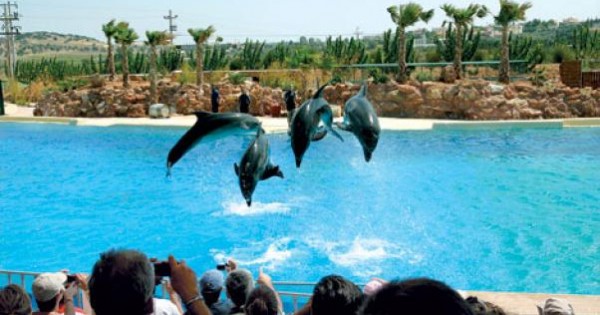 Αττικό Πάρκο: Επιβεβαιώθηκαν 4 θάνατοι δελφινιών! Τι απαντά η διοίκηση
