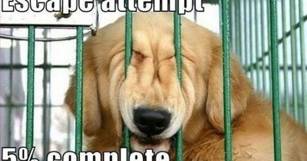Ένας σκύλος βγαλμένος από το Prison Break! (video)