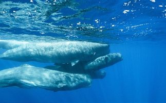Εντυπωσιακό βίντεο: Η πρώτη ανάσα της νεογέννητης φάλαινας
