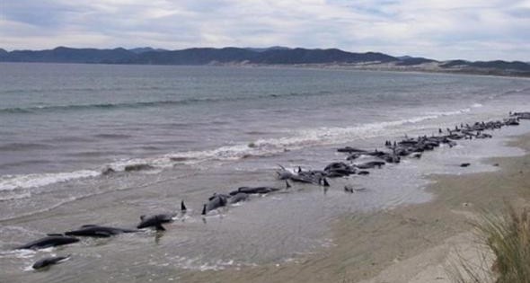 Νέα Ζηλανδία: Φρίκη με δεκάδες νεκρές φάλαινες στην παραλία